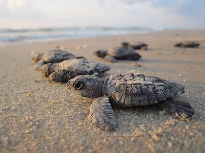 Baby turtles in Con Dao Islands