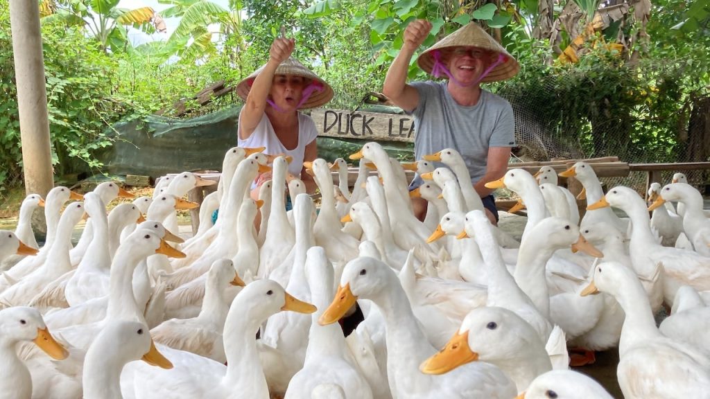 Become a duck leader at a farm in Bong Lai valley