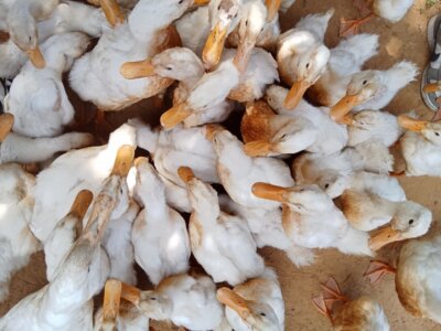 Play with the ducks and do farming works