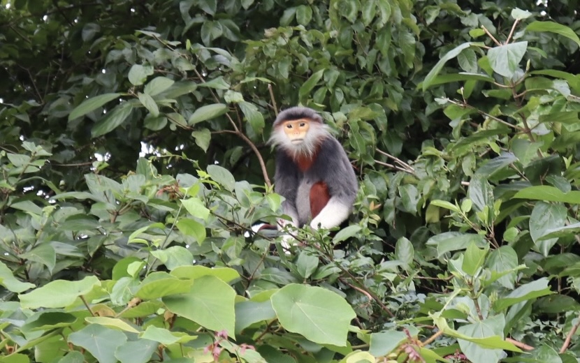 Red shannked douc langur in Son Tra Peninisula